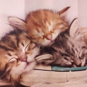 Meet your Posher, Haley